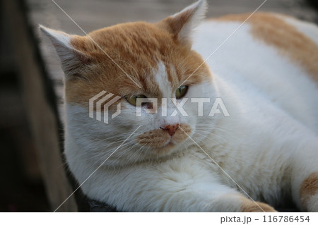 瀬戸内の島の猫 116786454