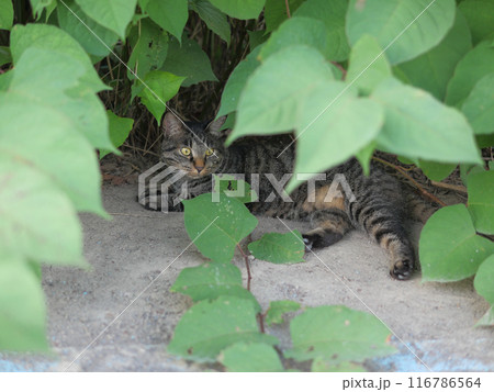 道端で横になるとら猫 116786564