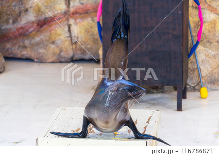 アシカのショー アシカのショー 116786871