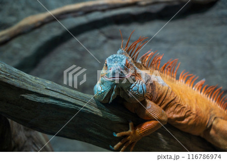 鮮やかな緑色のトカゲ 鮮やかな緑色のトカゲ 116786974