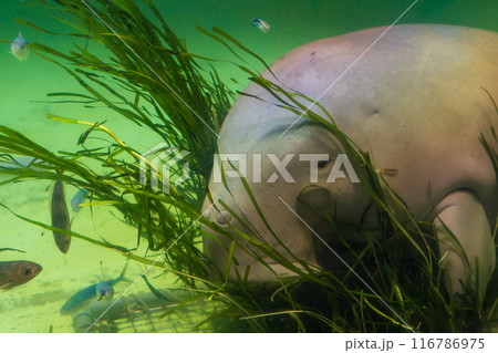食事をするジュゴン 食事をするジュゴン 116786975