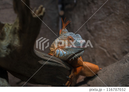 鮮やかな緑色のトカゲ 116787032