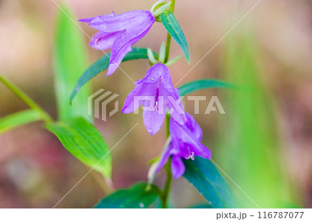 ハタザオキキョウの紫色の花 116787077