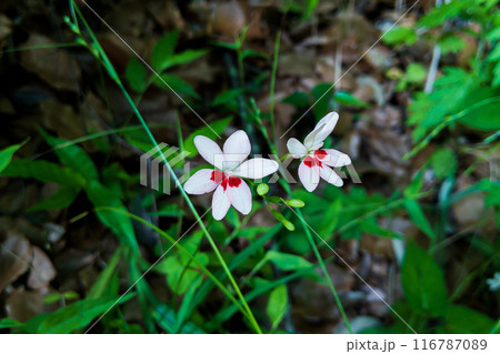 ヒメヒオウギの花 ヒメヒオウギの花 116787089