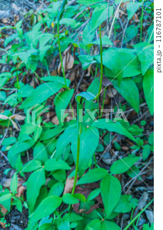 カラスビシャクの花 116787101