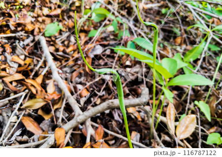 カラスビシャクの花 116787122