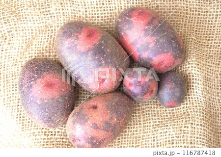 収穫したジャガイモ　デストロイヤー 116787418