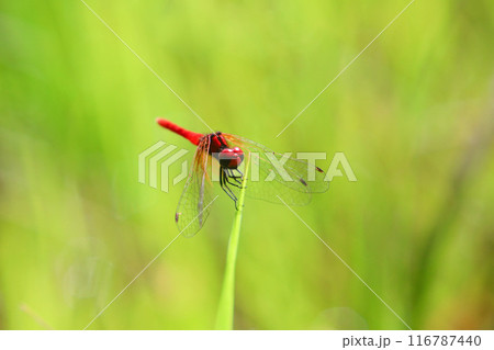 ハッチョウトンボのオス 116787440