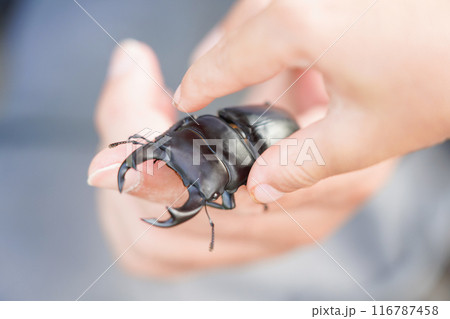 天然のオオクワガタを持つ子供の手 116787458