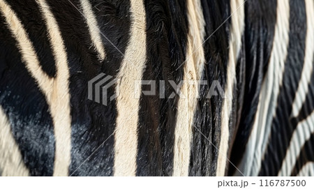 ゼブラ柄 ゼブラ柄 116787500