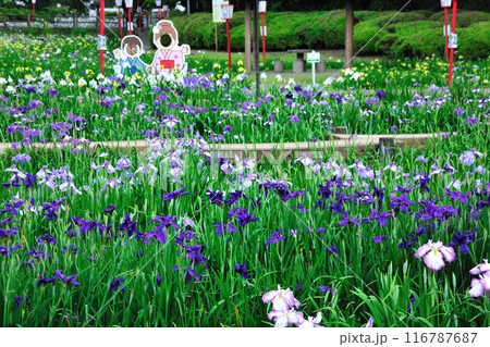 賀茂しょうぶ園 116787687