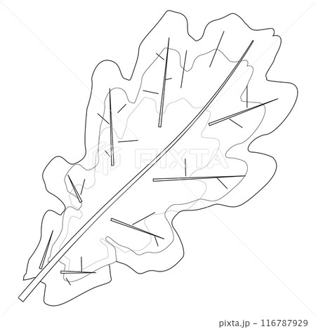 Detailed fall leaves coloring page featuring oak, maple, and rowan leaves. Perfect for autumn-themed creative projects and activities. 116787929