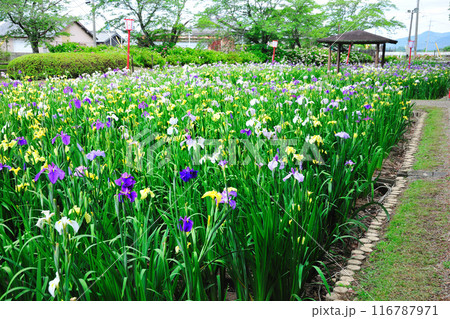 賀茂しょうぶ園 116787971