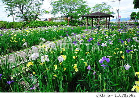 賀茂しょうぶ園 賀茂しょうぶ園 116788065