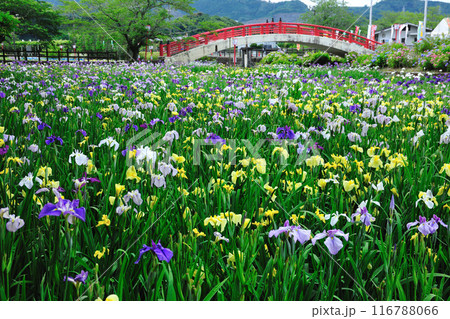 賀茂しょうぶ園 116788066
