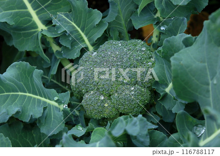 雨後のブロッコリー 116788117