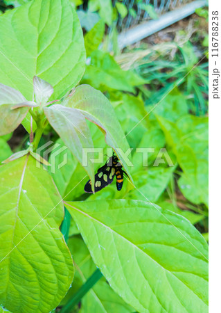蜂に擬態しているというカノコガ　鹿子蛾 116788238