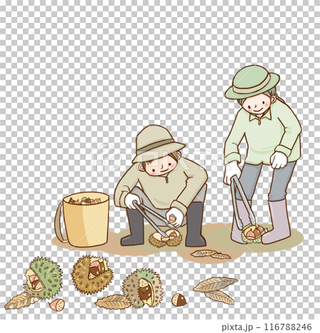 人們摘栗子 116788246