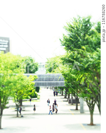 緑が豊かな街の風景　チルトシフト 116788260