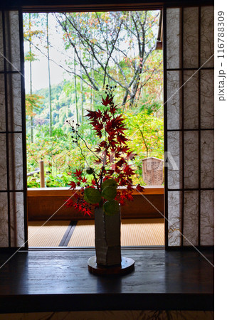 大原　宝泉院　美しい秋の風景（京都市左京区） 116788309