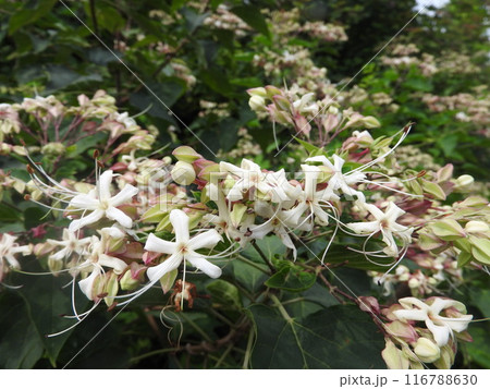 クサギの花 クサギの花 116788630