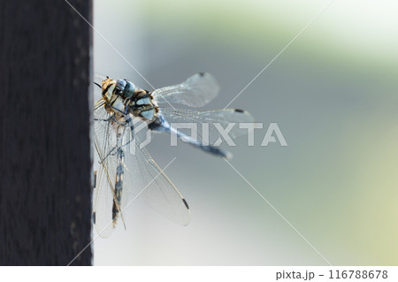 シオカラトンボ　ムギワラトンボの共食い 116788678