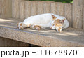 夏の暑さにやられてベンチでお昼寝する野良猫 116788701
