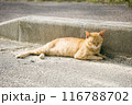 夏の暑さにやられて道端でお昼寝する野良猫 116788702