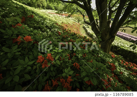 ツツジが見頃の大乗寺丘陵公園 116789085