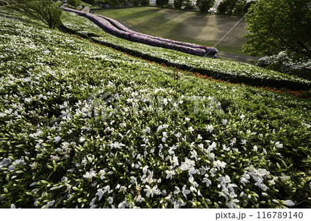 ツツジが見頃の大乗寺丘陵公園 116789140