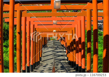 光芒と日影　鳥居×92基！ 絶景ビューを楽しめるうきはのパワースポット「浮羽稲荷神社」福岡県うきは市 116789253