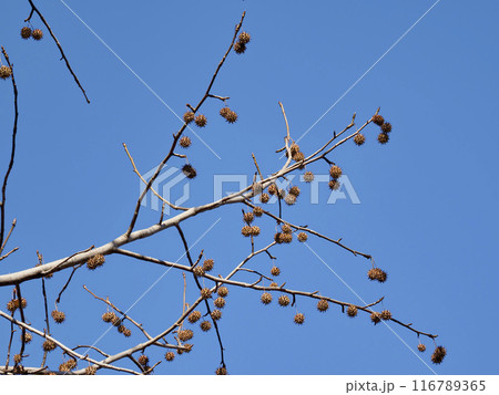 モミジバフウ 116789365