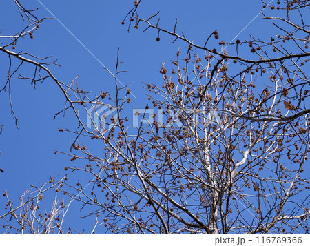 モミジバフウ 116789366