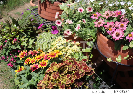 ガーデンに咲く花々 116789584