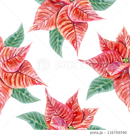 Poinsettia seamless pattern. Hand drawn watercolor illustration isolated on white background. For Christmas, New Year greeting cards, covers, wrapping paper, textiles, fabric, wallpaper, labels. 116789590