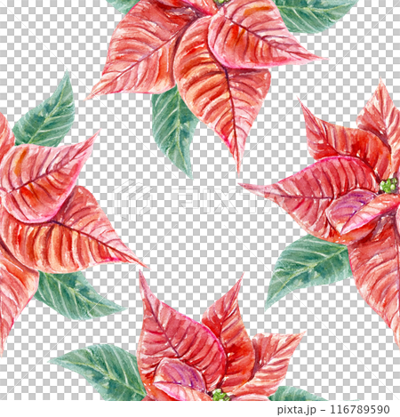 Poinsettia seamless pattern. Hand drawn watercolor illustration isolated on white background. For Christmas, New Year greeting cards, covers, wrapping paper, textiles, fabric, wallpaper, labels. 116789590
