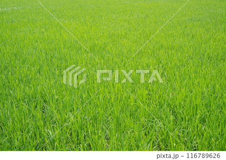 rice field in the morning 116789626