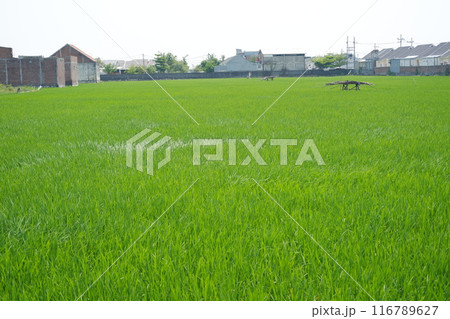 a green rice field in a rural area a green rice field in a rural area 116789627