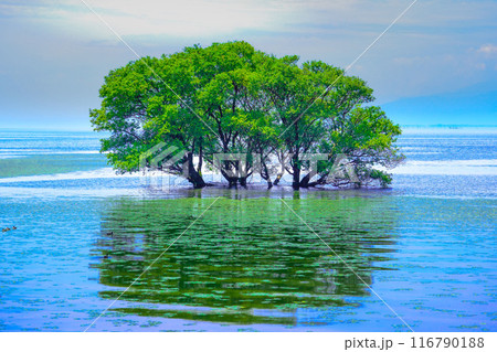 北琵琶湖の水没林 北琵琶湖の水没林 116790188