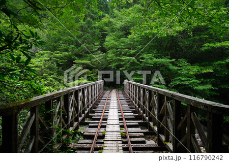 縄文杉　初夏のトロッコ道 116790242