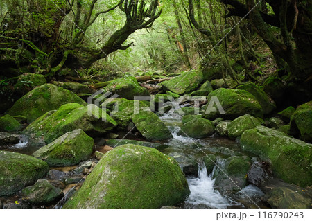 白谷雲水峡　 116790243