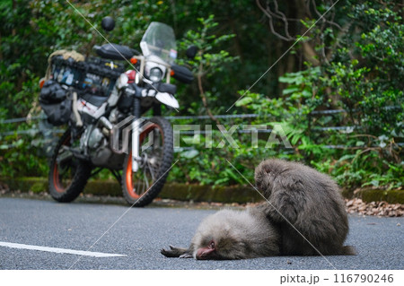 西部林道　ヤクザル　ツーリング 116790246