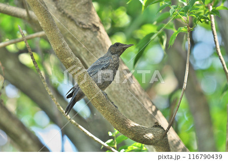 イソヒヨドリ 116790439