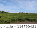 Green tea field at Jeju Osullok Tea Museum 116790481