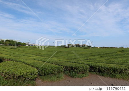 Green tea field at Jeju Osullok Tea Museum 116790481