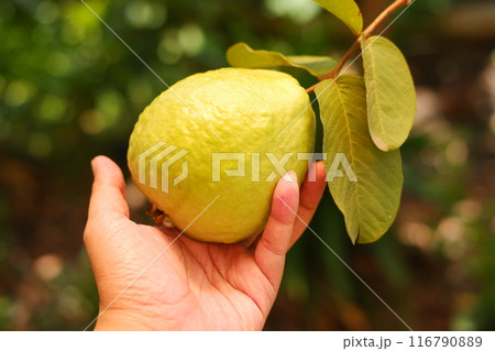 guava fruit on tree 116790889