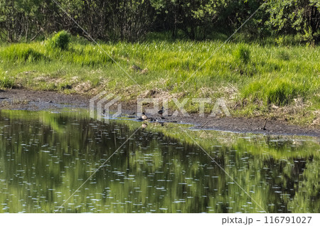 Ducks swimming in a lake in the forest. Waterfowl Ducks swimming in a lake in the forest. Waterfowl 116791027