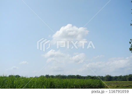 corn fields 116791059