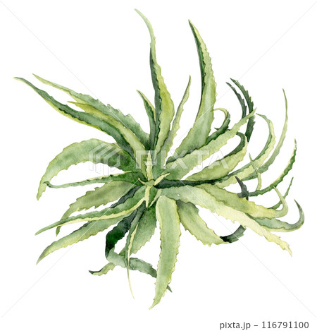 Watercolor aloe rosette Watercolor aloe rosette 116791100