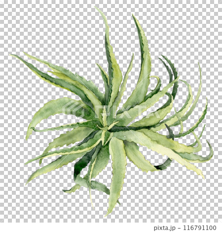 Watercolor aloe rosette Watercolor aloe rosette 116791100